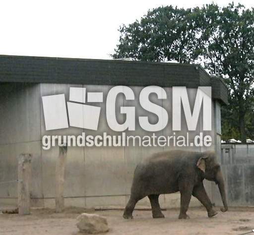 Elefanten-1.jpg